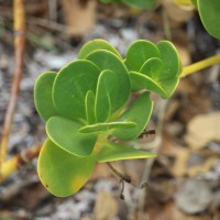 Scaevola plumieri (L.) Vahl